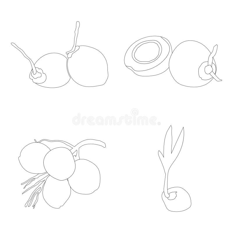 Coconut fruit icon stock illustration. Illustration of vector 269708874