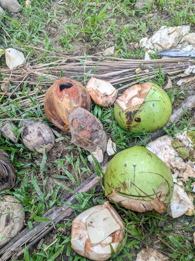 Coconut Fruit Just Taken from the Tree Stock Image Image of special