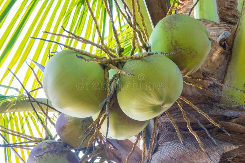 Coconut Fruit on the Coconut Tree or Palm Tree. Stock Image Image of