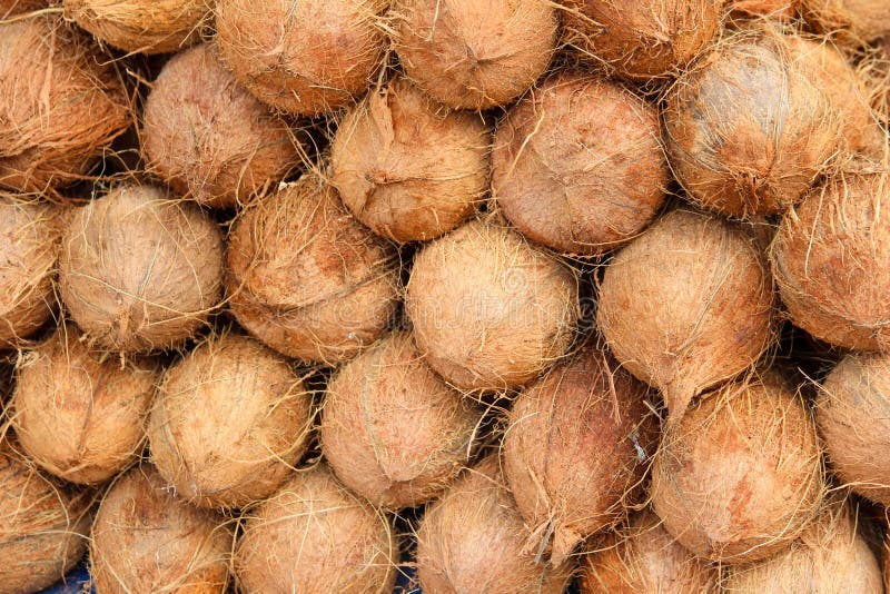 Coconut fruit stock image. Image of tree, plant, palm 260229743