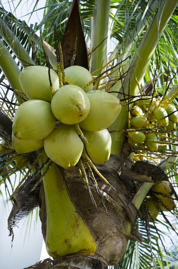 Coconut Fruits Picture. Image 28385835