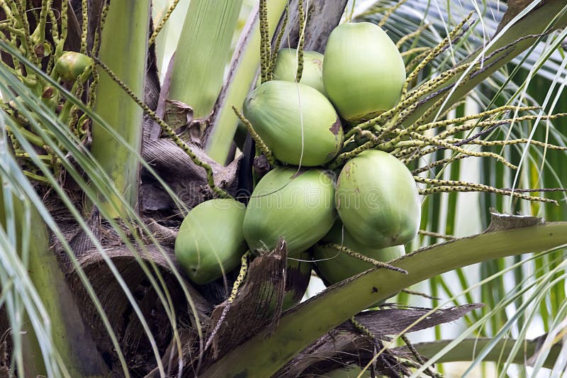 Coconut Fruits, Cocos Nucifera Stock Photo Image of fruit, coco