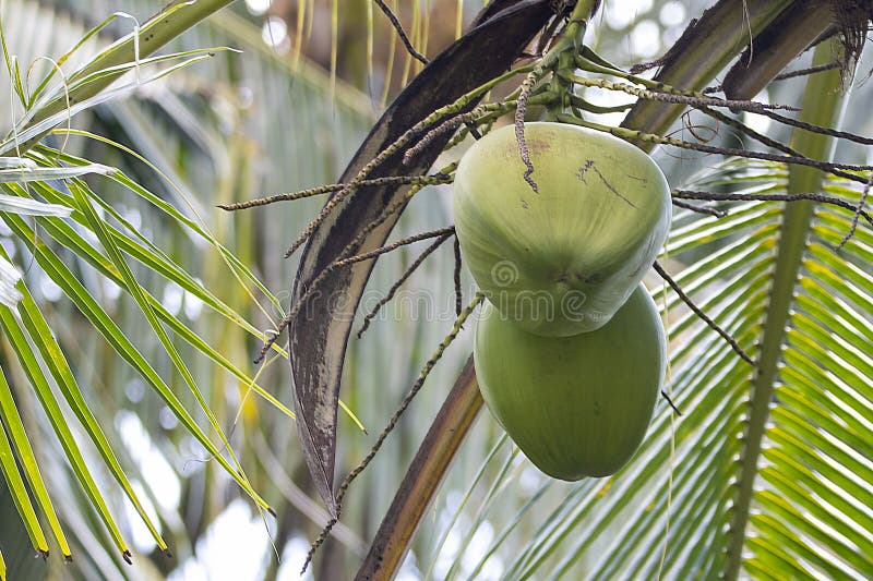 Coconut Fruits, Cocos Nucifera Stock Image - Image of summer ...