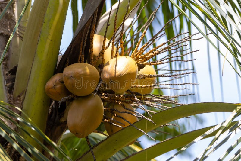 Coconut Fruits, Cocos Nucifera Stock Image - Image of evergreen, plant ...