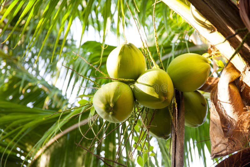 Coconut stock photo. Image of garden, fruits, flower 65023230