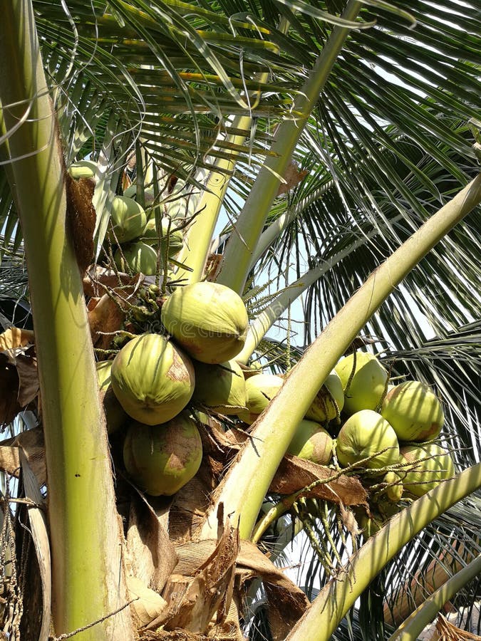 Coconut fruits on its tree stock image. Image of palm - 170290885