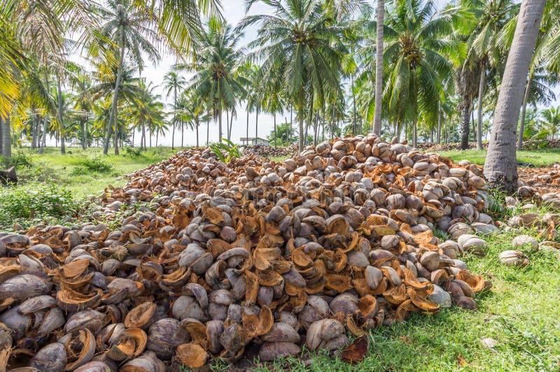 Coconut garden stock photo. Image of landscape, blue 38404568