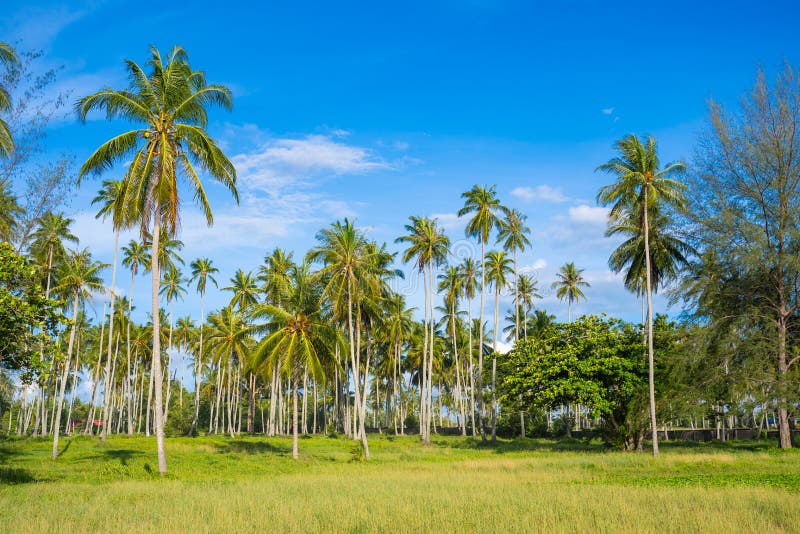 Coconut Garden beside the Sea Stock Image Image of tree, landscape