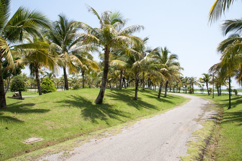 Coconut garden. stock photo. Image of lush, bending, curve 31816722