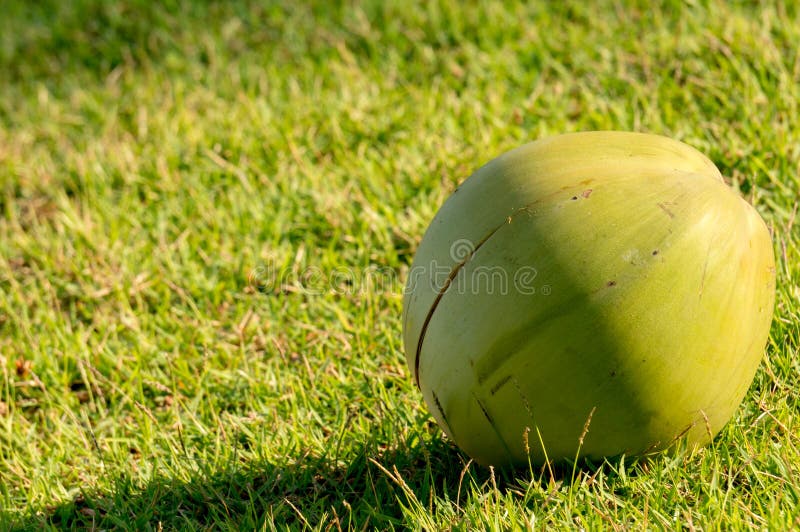 Coconut On Grass, Sunshine And Clouds, Copy Space Stock Photo Image