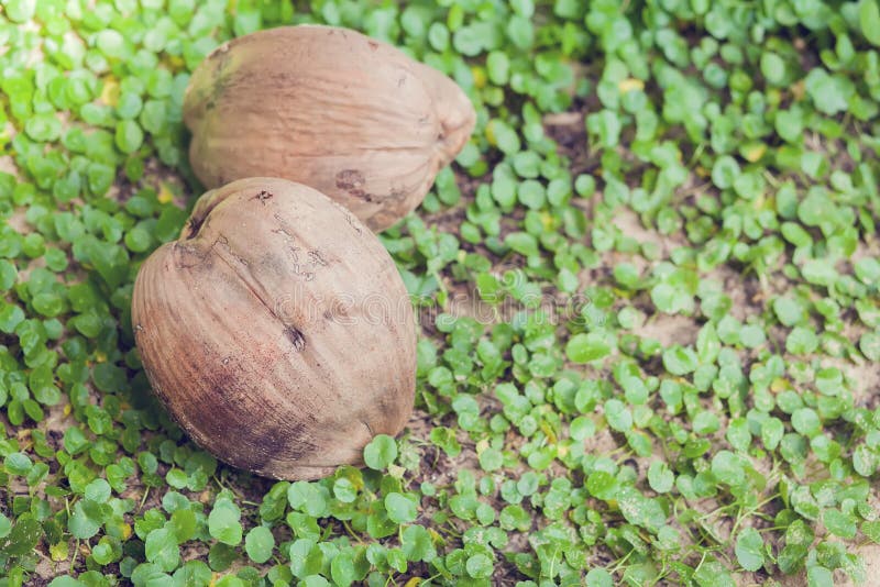 Coconut shell on grass stock photo. Image of shell, chap 61619660