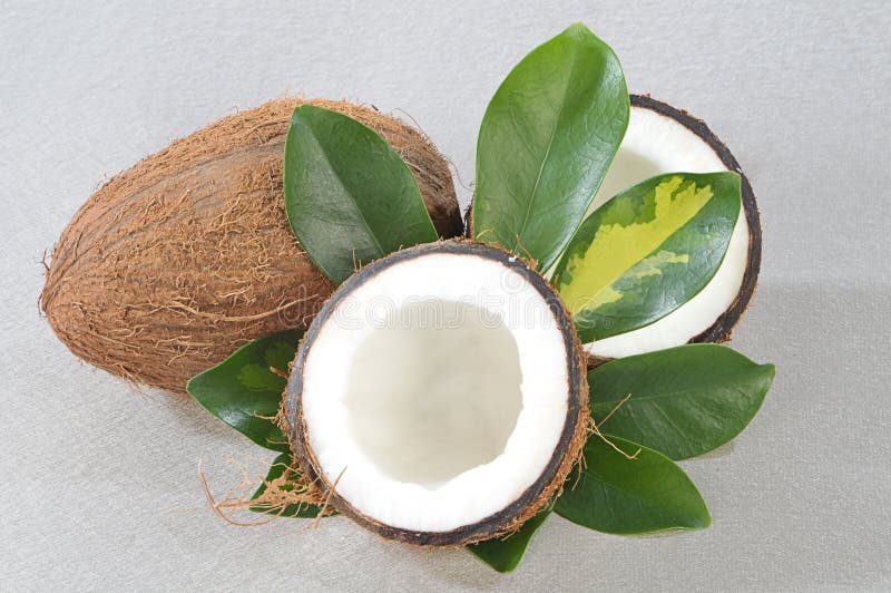 Coconut with green plant stock photo. Image of brown 12041222