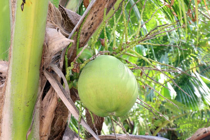 Green Coconut on Coconut Trees Nature Stock Image Image of summer, fruit 113576783