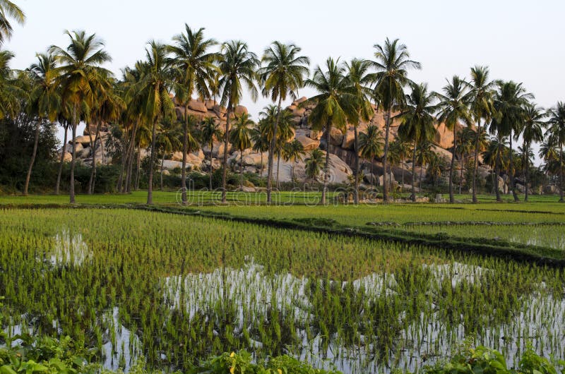 Coconut groves & paddy fields