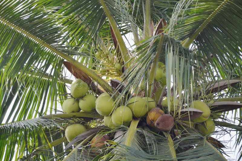 Coconut Growth on Tree Top in Farm Stock Photo Image of green