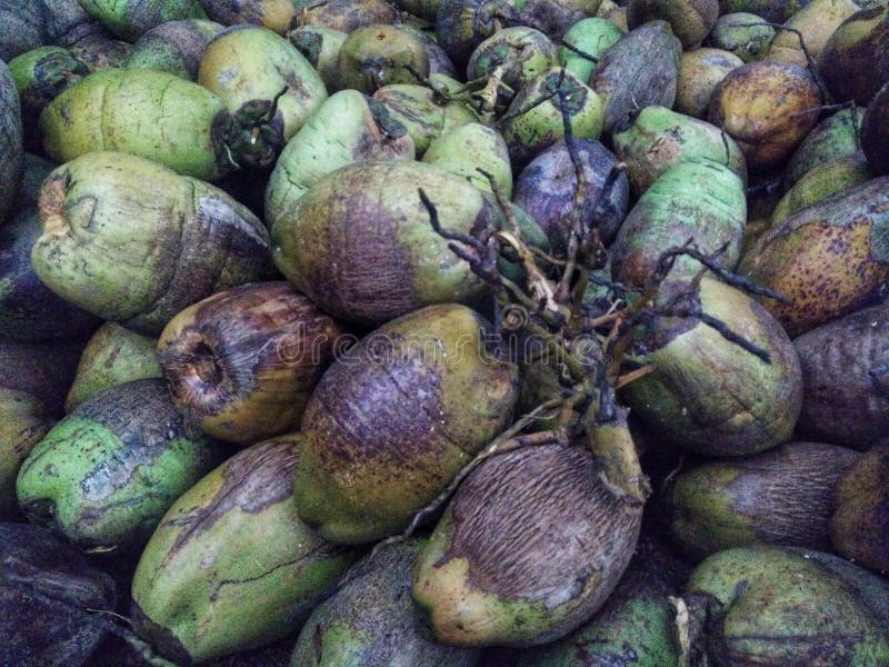 Coconut Harvest stock photo. Image of husk, coco, hollow - 42459532