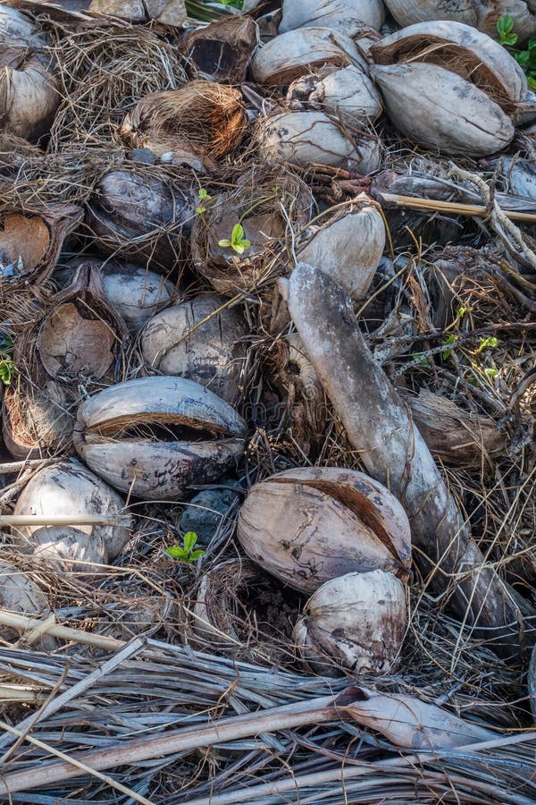 Coconut Husks Macro stock photos