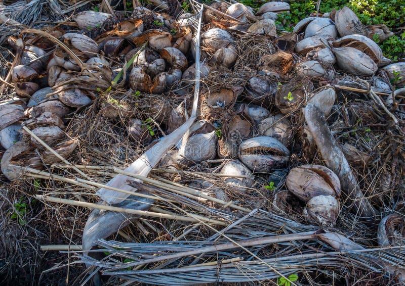 Coconut Husks Macro 2 stock photography