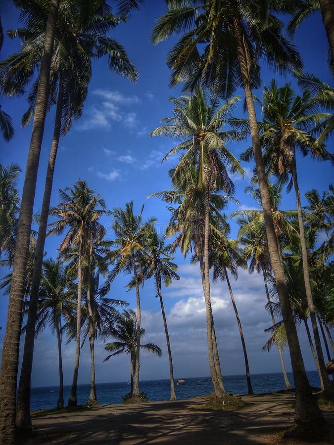 Coconut island stock image. Image of bali, karangasem - 124143921