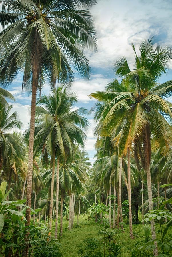 Coconut jungle stock photo. Image of forest, park, thai - 37790840