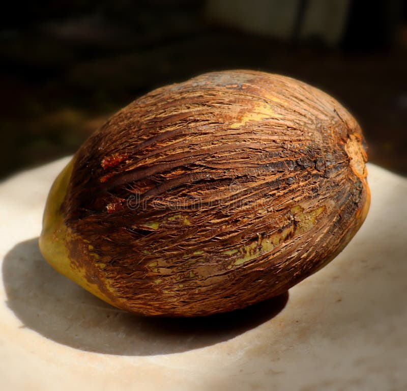 Coconut Seed Picture. Image 4852850