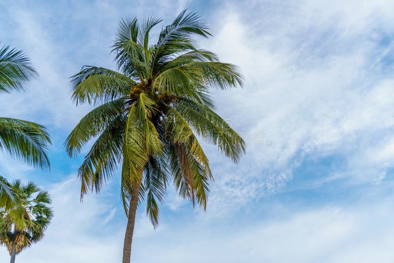 Coconut leaf on blue sky stock photo. Image of concept - 84737494