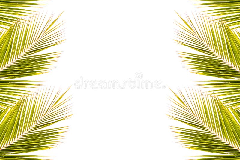 Coconut leaf frame on white