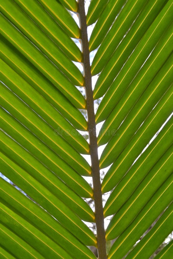 Coconut leaf green stock image. Image of tree, symmetry 55946533