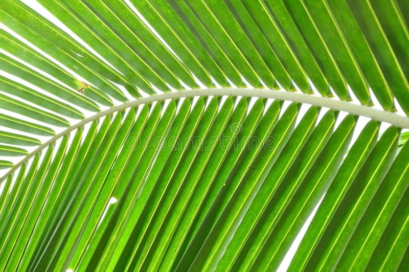 Coconut leaf structure stock image. Image of background 15798705