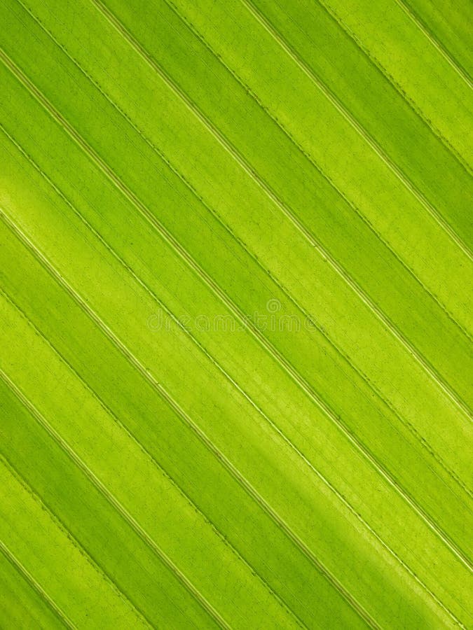 Coconut leaf texture