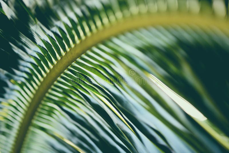 Coconut leaves Fresh green palm leaf background tropical plant