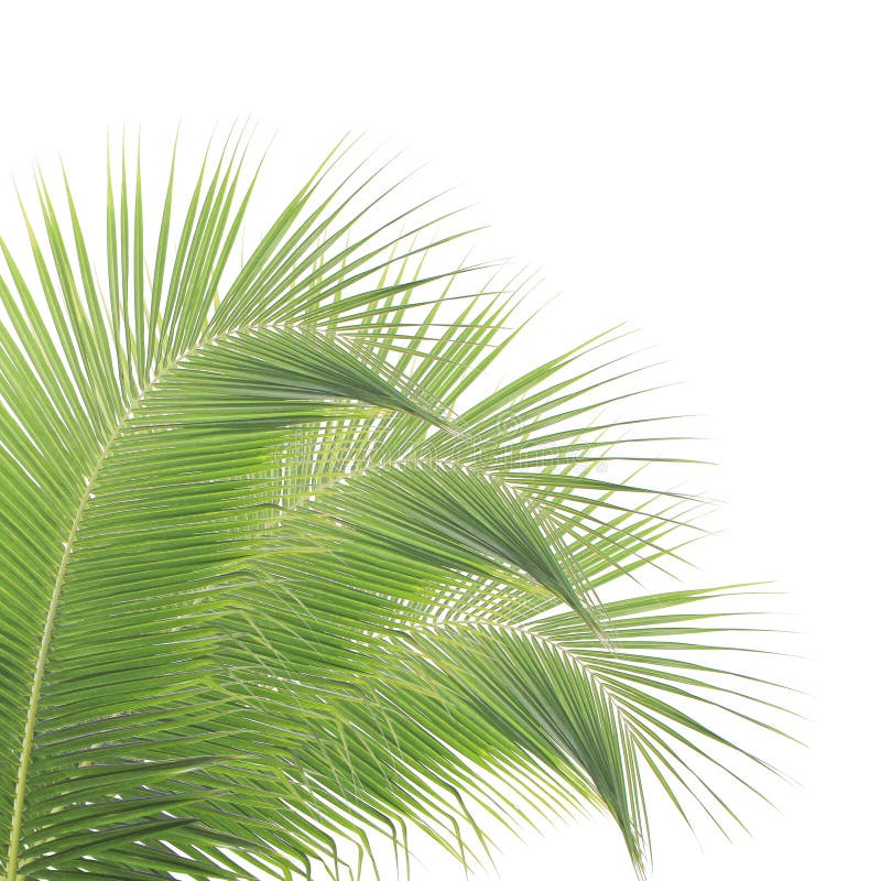 Coconut leaves isolated stock photo. Image of natural 74967300
