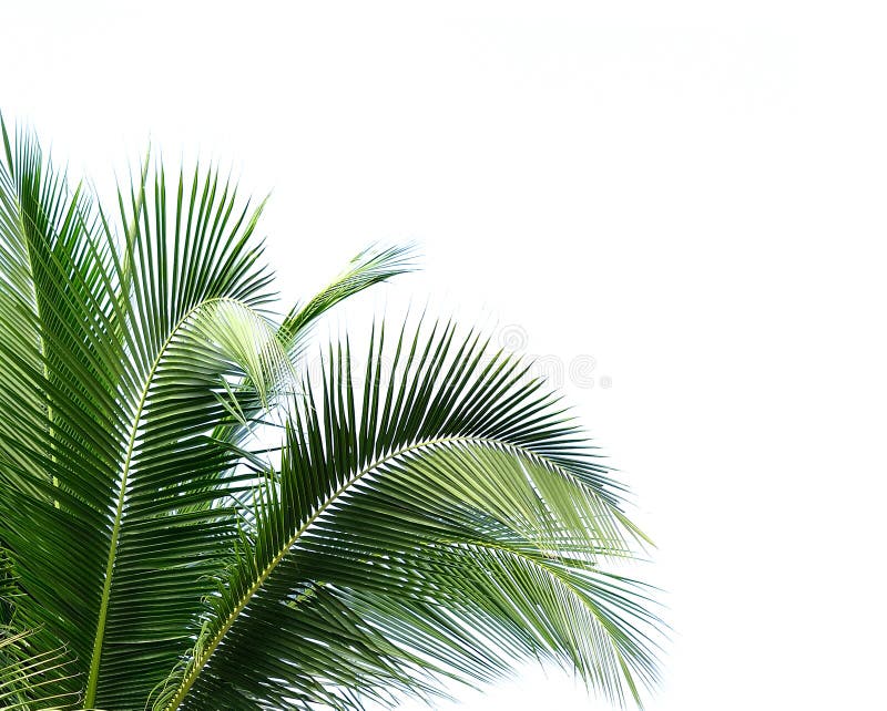 Coconut leaves on white background stock photos Coconut leaves on white background stock photos