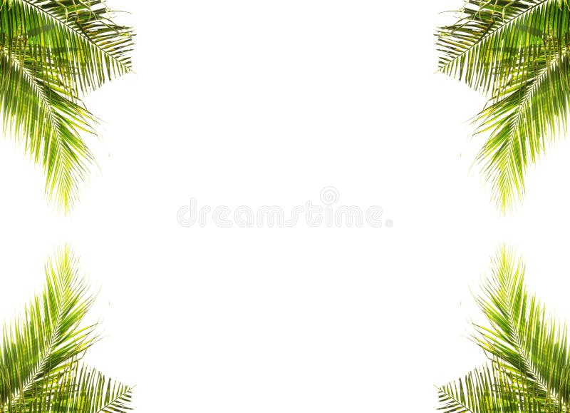 Coconut leaves on white background