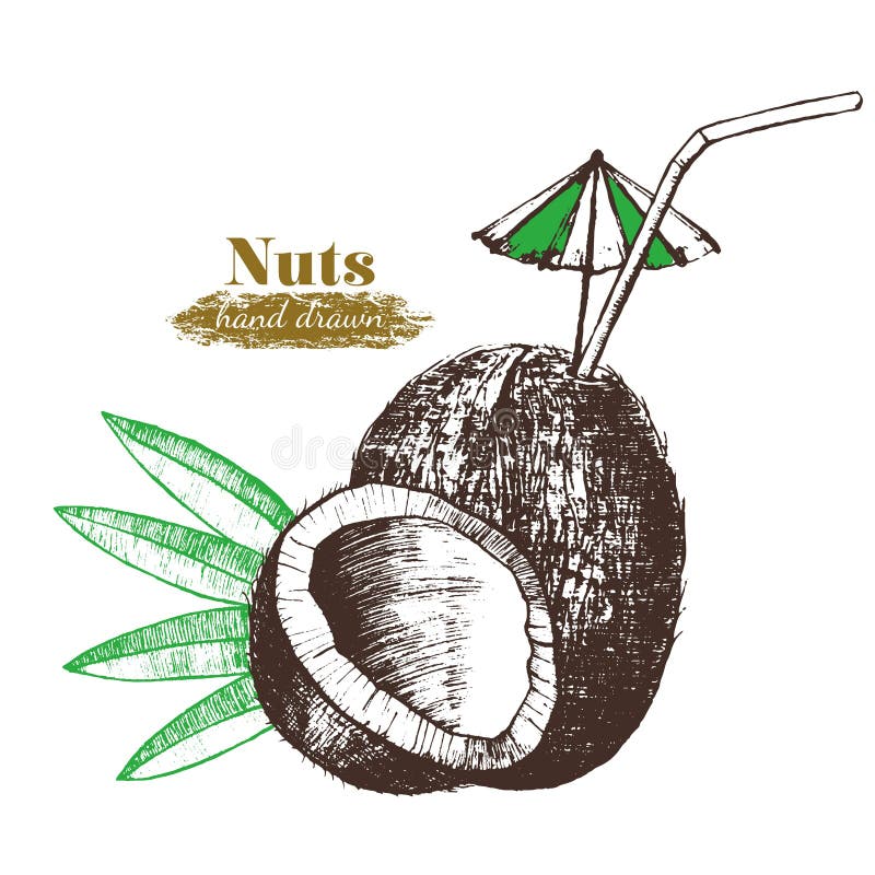 Coconut Nut Cocktail with Leaf Hand Draw Sketch. Vector Stock Vector