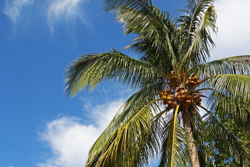 Coconut Trees, Thailand stock image. Image of trunk, specimen - 9445269
