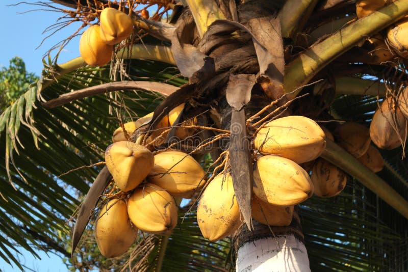 Coconut palm with fruits stock photo. Image of fruits - 110595156