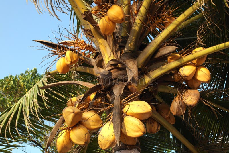 Coconut palm with fruits stock image. Image of nuts - 110594851