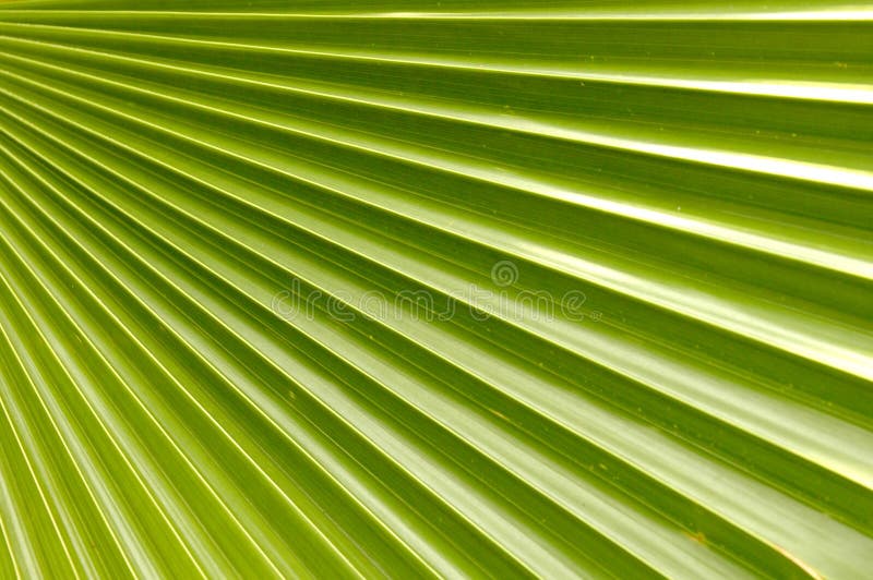 Coconut Palm Leaf