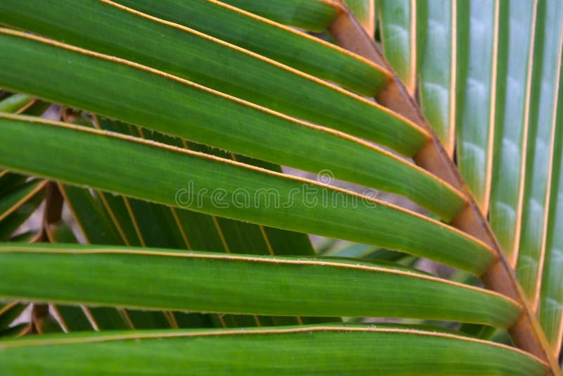 Coconut palm leaf close up background.