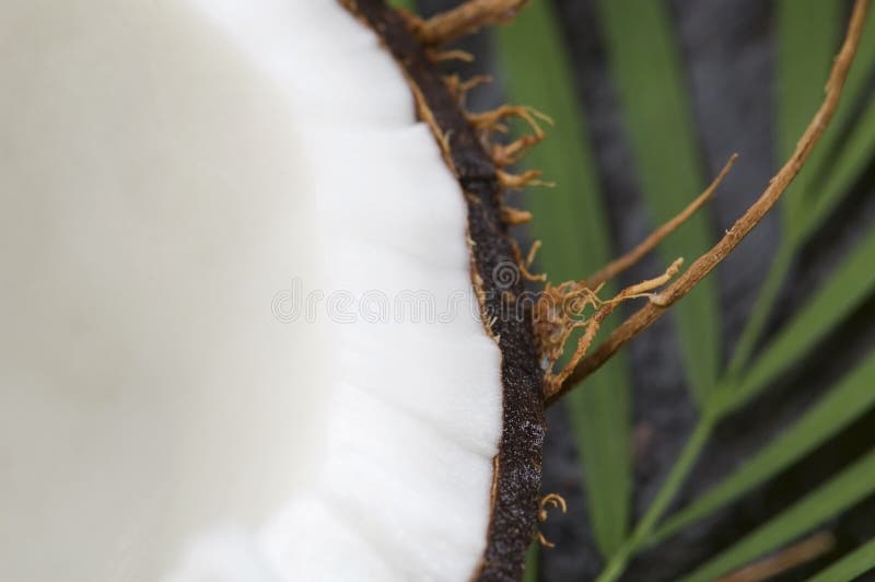 Coconut, Oil and Palm Leaf. Exotic Scene Stock Photo Image of care
