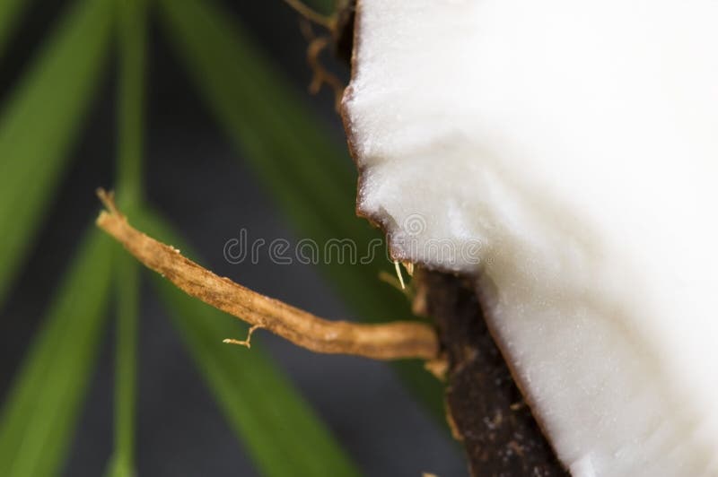 Coconut, Oil and Palm Leaf. Exotic Scene Stock Photo Image of care