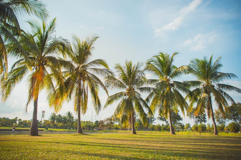 The Coconut Palm in the Park on Summer , Lighting in the Day Par Stock