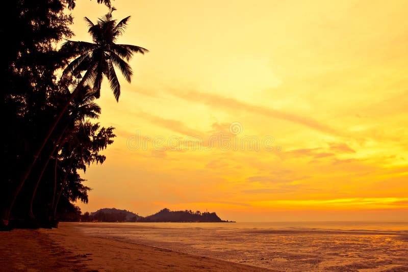 Coconut palm on sand beach in tropic on sunset