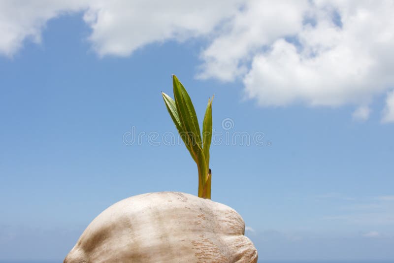 Coconut palm sprout stock image. Image of seedling, tree 14589601