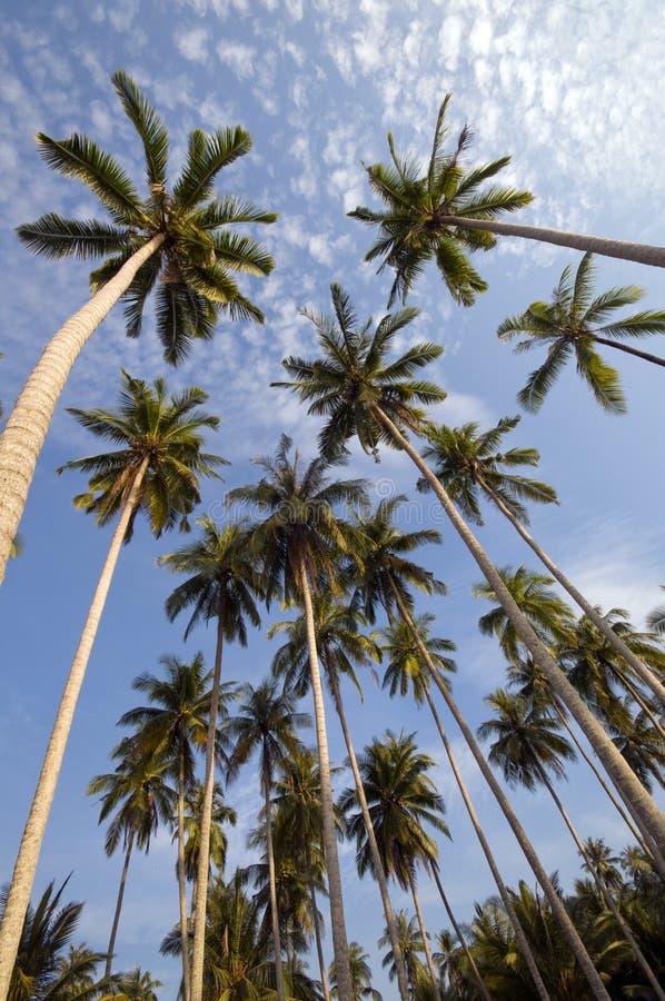 Coconut palm tree