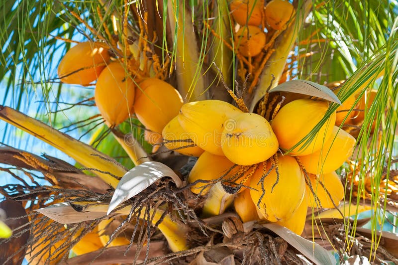 Coconut Palm stock photo. Image of cake, freshness, abundance - 39844248