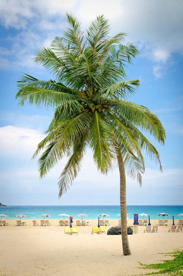 Coconut Palm Tree on the Beach with Blue Sky in Phuket, Thailand Stock