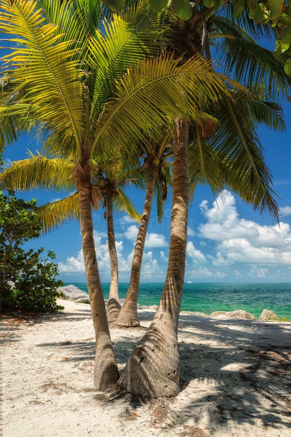 Coconut Palm Tree on the Beach. Florida Stock Photo Image of paradise