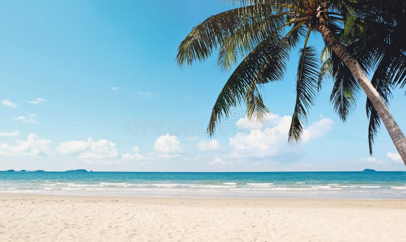 Coconut palm tree with beach and sunny sky